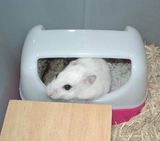 いっしょにトイレ砂にいるしんのすけくんとアイ