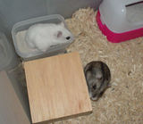 しんのすけくんとアイ