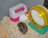 追いかけているわけではないんですが・・・