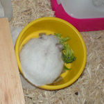 しんのすけくんのエサ入れでブロッコリーを食べています