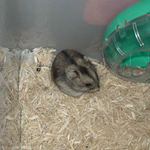 ケージの角でいじけています