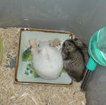 並んでエサを食べてるようにも見えますが・・・