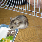 蕎麦の実に食いついているユウキ