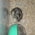 巣材を運ぶしんのすけくん