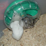 割り込んでくるアイ