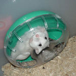 回し車をカジカジしているアイ