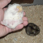 粟の穂腹出し食い中のアイ