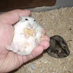 まだまだ、粟の穂食べ中のアイ