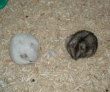 粟の穂食べ中の二匹