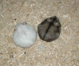 粟の穂があると、まったく気にならない様子