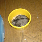 エサ入れに入って、存分に食べているしんのすけくん