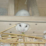 ブロッコリーを食べているアイ