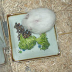 蕎麦の実にありつくアイ