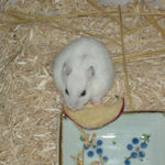 乾燥りんごチップを食べるアイ