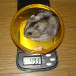 太って帰る事になりました