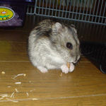 ミルワームを食べるしんのすけくん