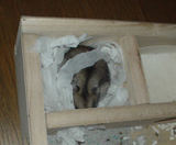 地下室に篭っているユウキです