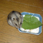 小松菜を食べてます