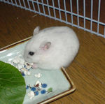 ポップコーンを食べております