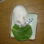 小松菜を食べているアイ