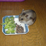 蕎麦の実をしまいこんでいるユウキ