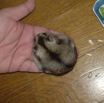 手のひらの上でヒマ種を食べています。