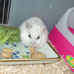 蒸し大豆を食べているアイ