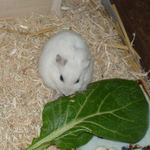 小松菜に齧りついているアイ