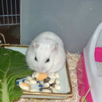 ハム用チーズを食べるアイ