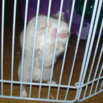 サークルカジカジでアピール中のユウキ