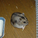 乾燥バナナに食いついているユウキ