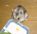 ハム用チーズをいただくユウキ