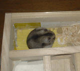 貯蓄していた蕎麦の実を、頬張っています