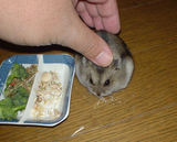 食べてる間は撫でられていてくれます