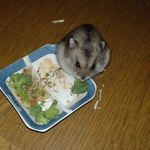 ブロッコリーに食いつき始めました。