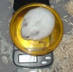 体重は変わっていませんでした