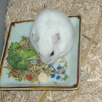 一応、かぼちゃボーロを食べるらしい