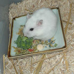 アイもブロッコリーを頂いています