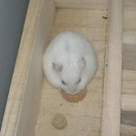 かじりんぼーに食いついているアイ