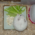 キャベツに食いついてるアイ