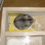 貯蓄している蕎麦の実を取り込んでいました