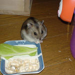 コメコメポップを食べているユウキ