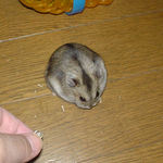 ヒマ種を食べているユウキ