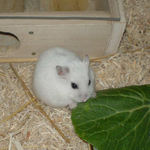 小松菜に齧りつくアイ