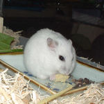 高野豆腐を食べるアイ