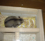 蕎麦の実の貯蓄を、詰め込んでいるユウキ