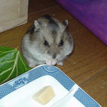 高野豆腐を食べるユウキ