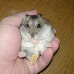 なんとか腹出し食いに成功