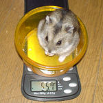 若干体重は減っていました。