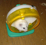 回し車の中で休み中